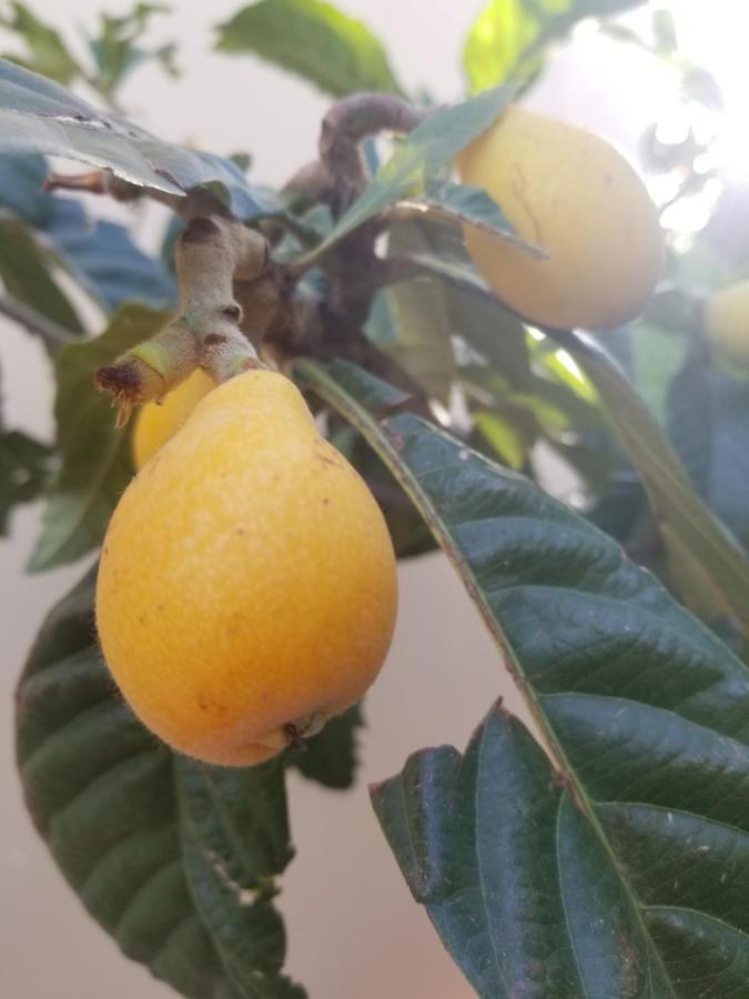 Xani Apartamento Himarë